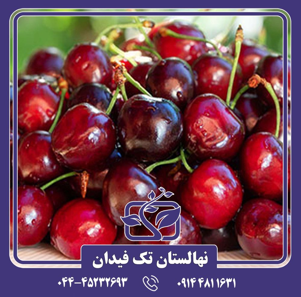 نهال گیلاس بینگ