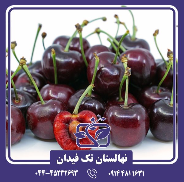 نهال گیلاس بینگ