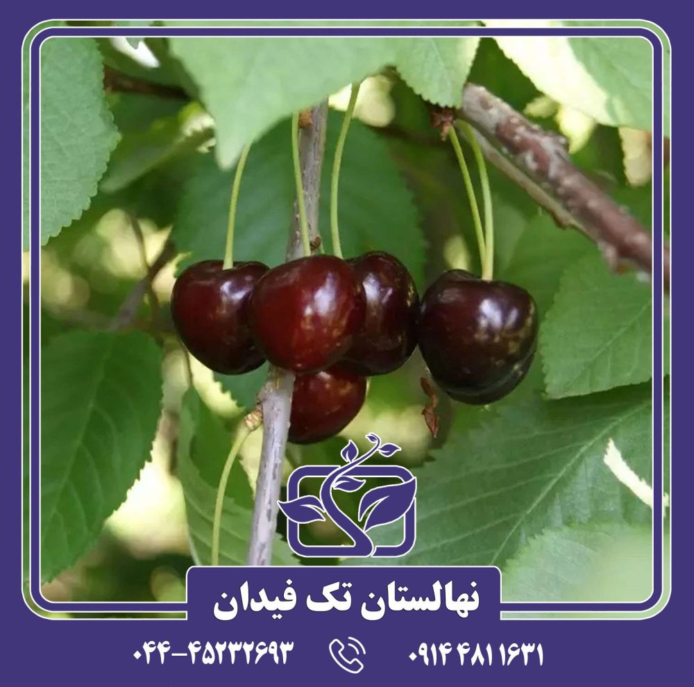 نهال گیلاس بیگارو