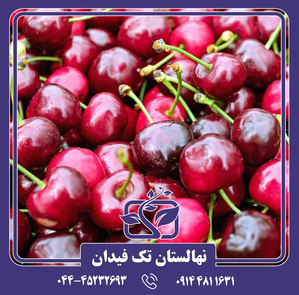 نهال گیلاس بیگارو