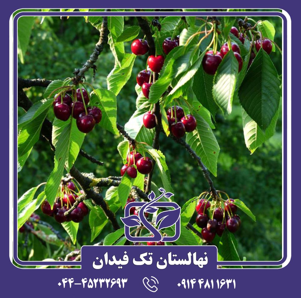 نهال گیلاس بیگارو