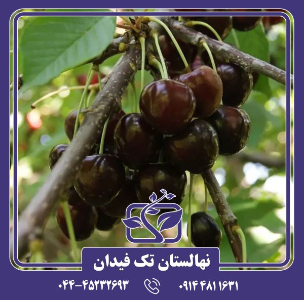 نهال گیلاس بیگارو