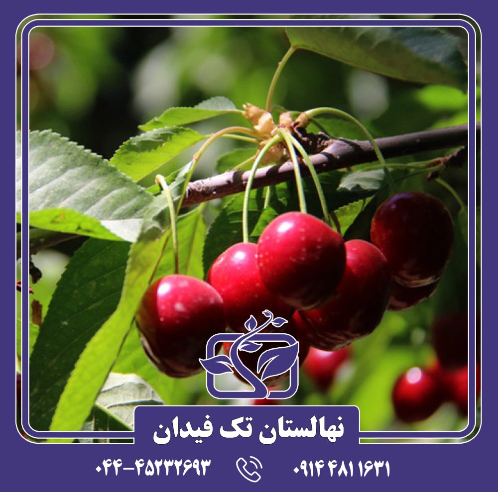 نهال گیلاس توس