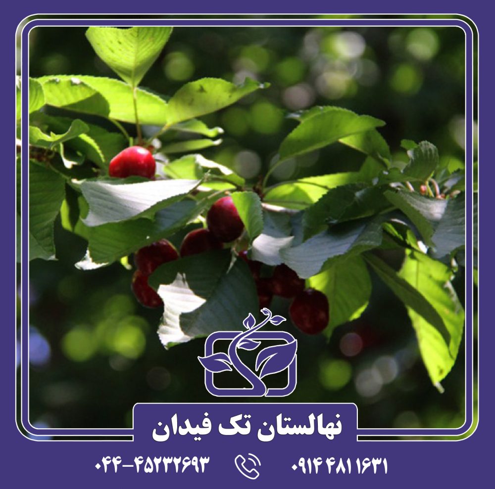 نهال گیلاس توس