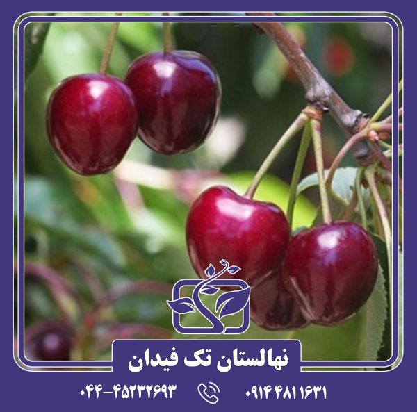 نهال گیلاس حاجی یوسفی