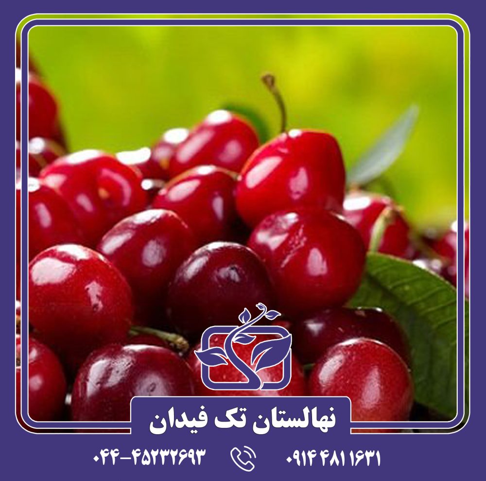 نهال گیلاس حاجی یوسفی