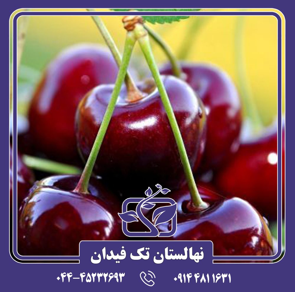 نهال گیلاس حاجی یوسفی