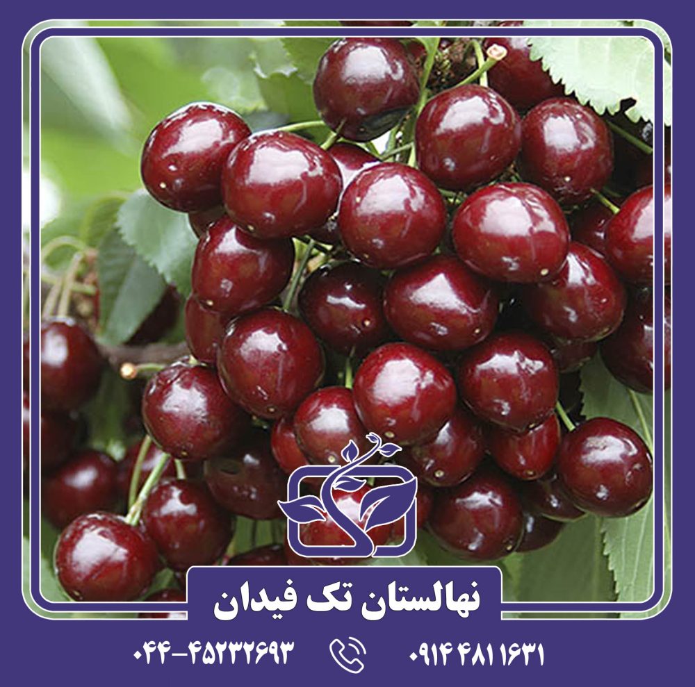 نهال گیلاس خوشه ای