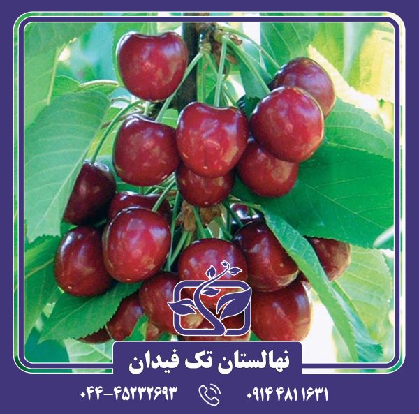 نهال گیلاس خوشه ای