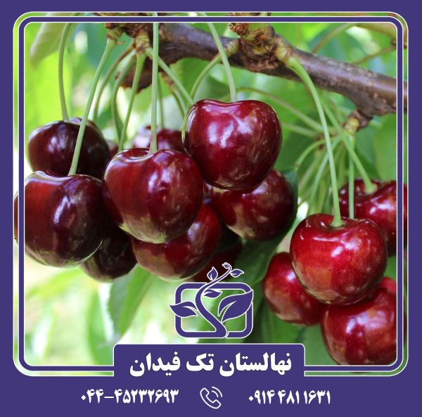 نهال گیلاس رجینا