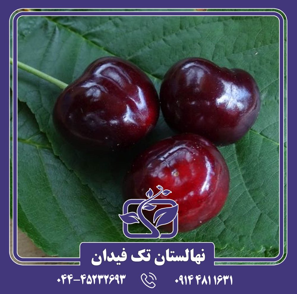 نهال گیلاس رجینا