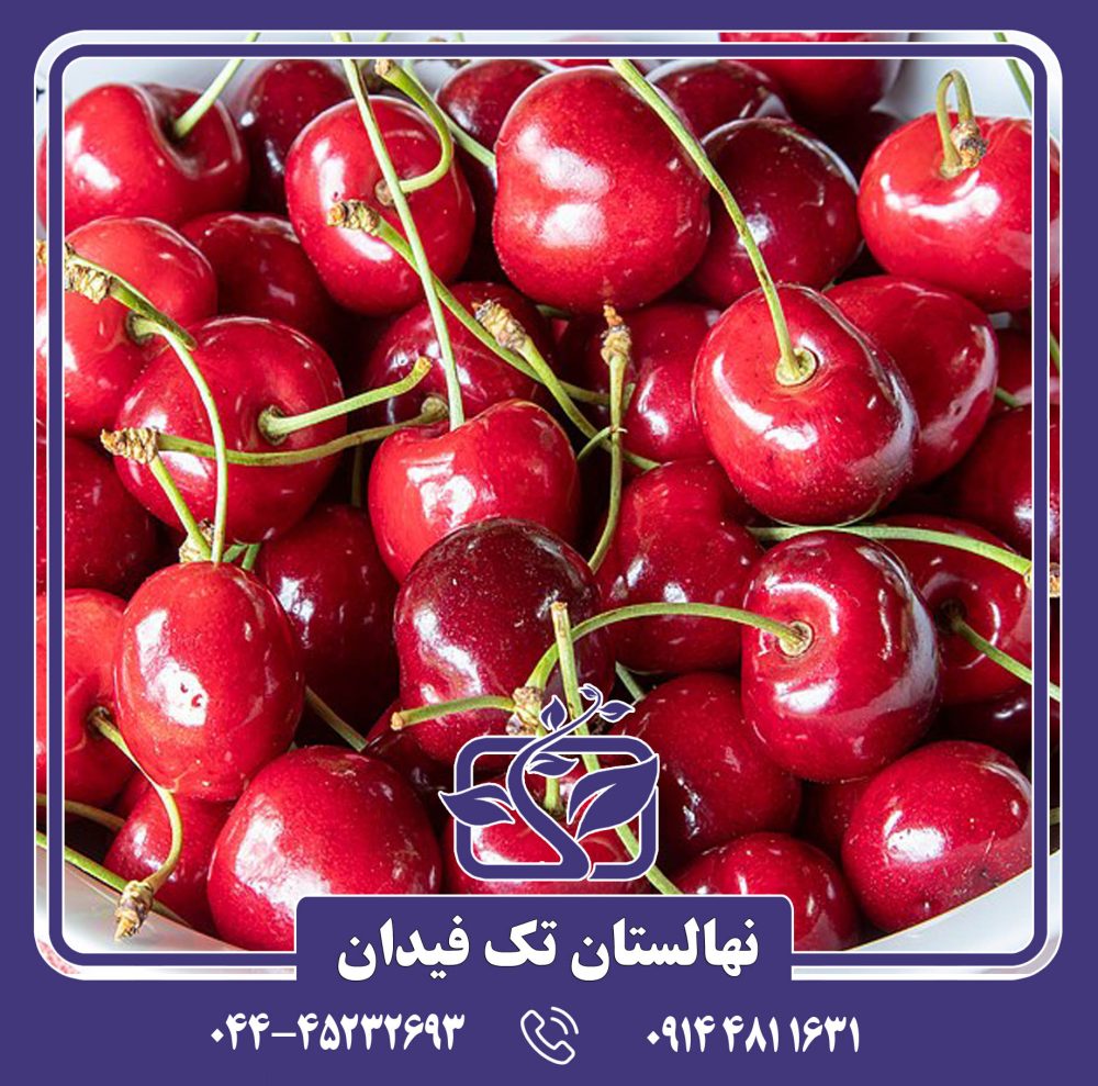 نهال گیلاس رجینا