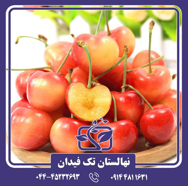 نهال گیلاس رینر