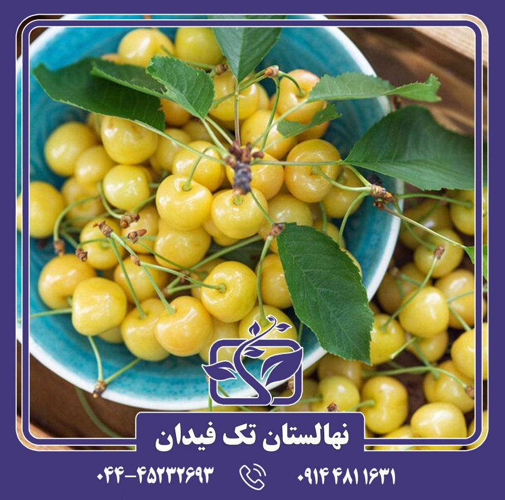 نهال گیلاس زرد موزی