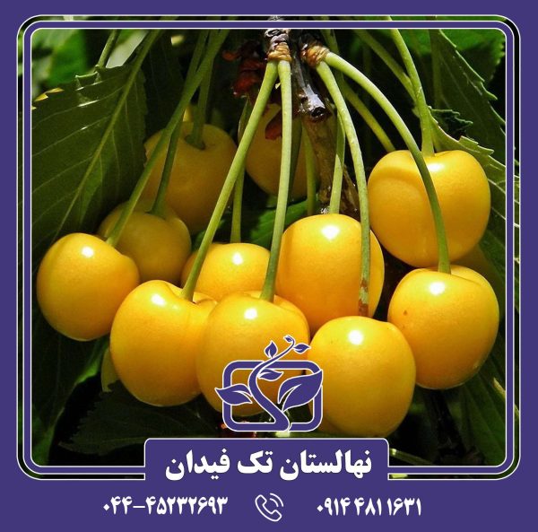 نهال گیلاس زرد موزی