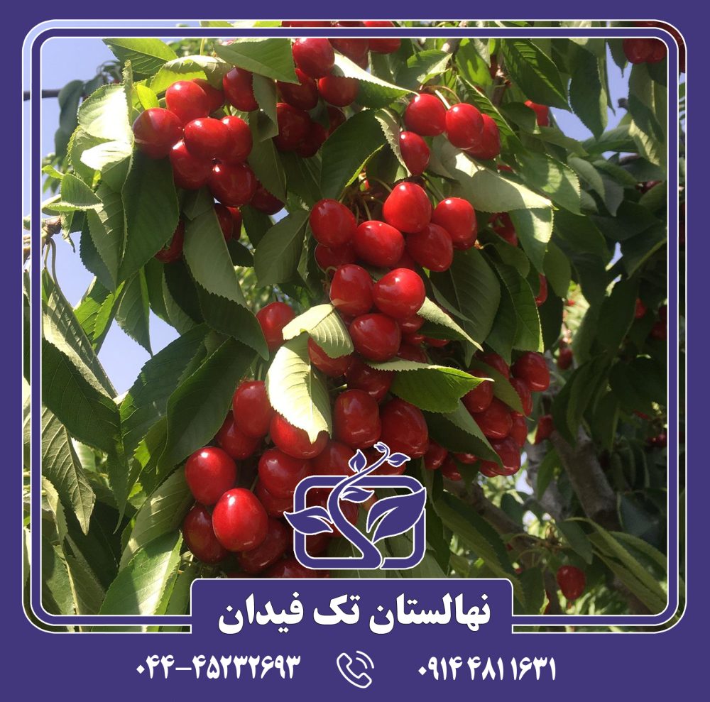 نهال گیلاس زشک