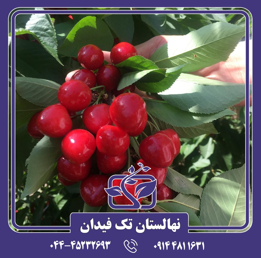 نهال گیلاس زشک