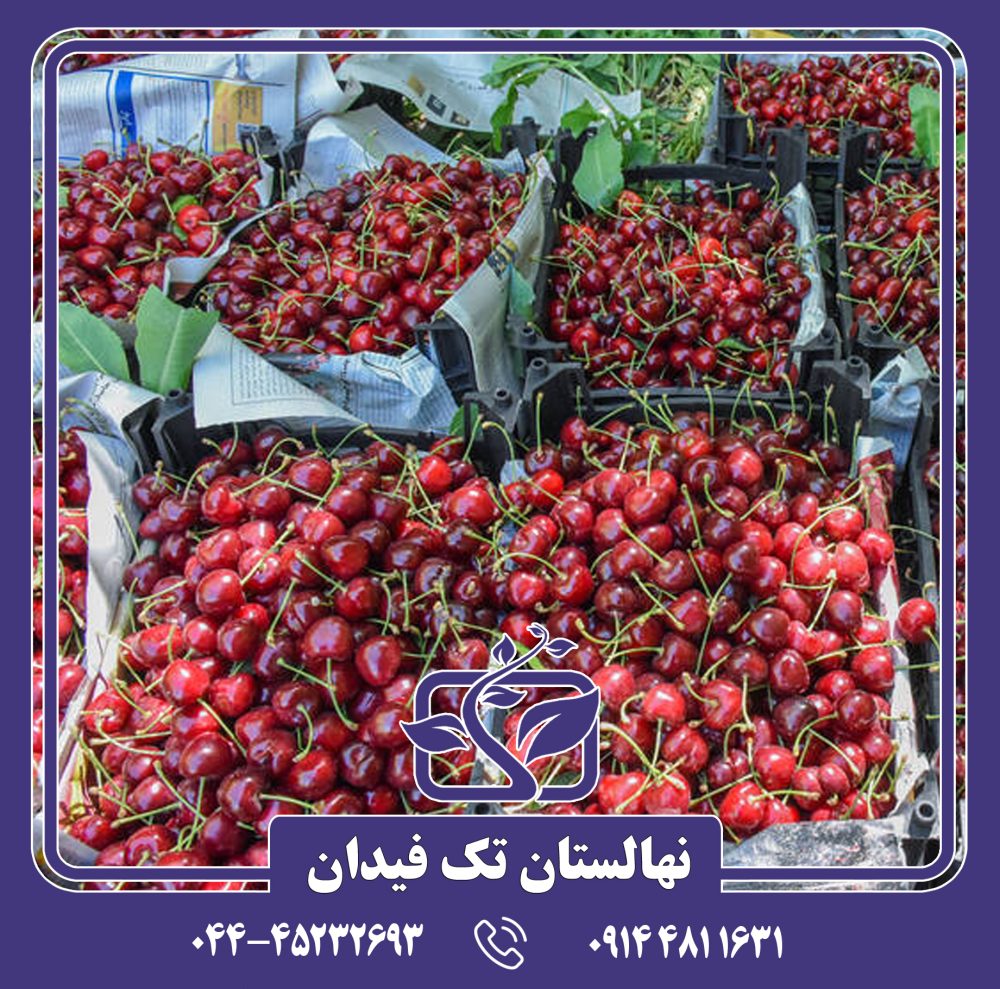 نهال گیلاس زشک