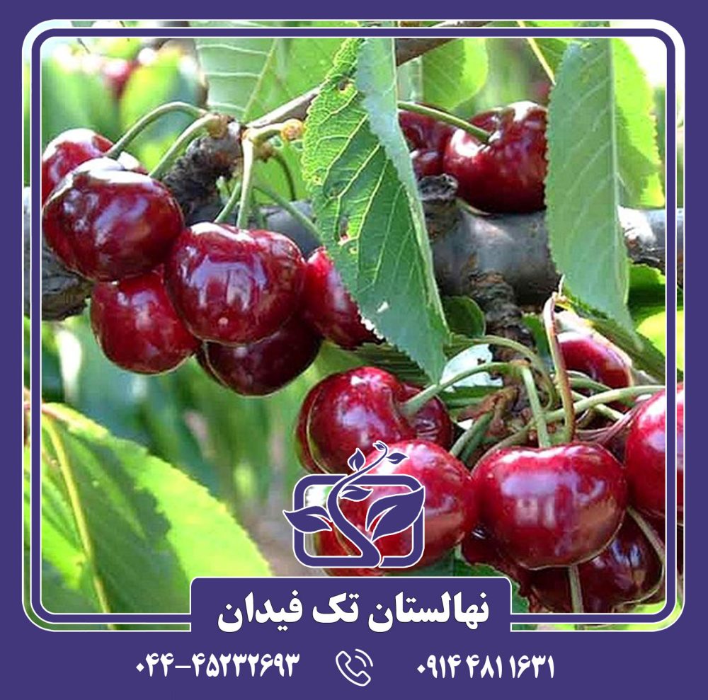 نهال گیلاس سلست