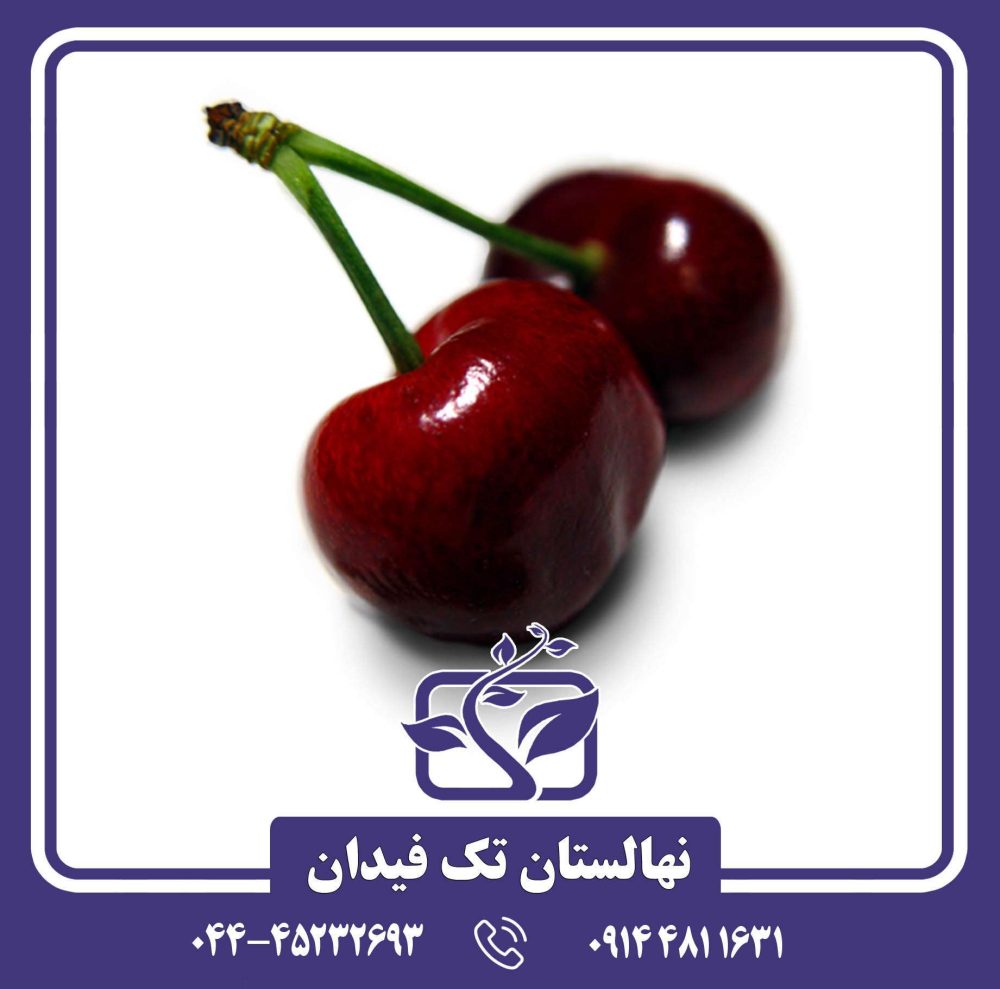 نهال گیلاس سامیت