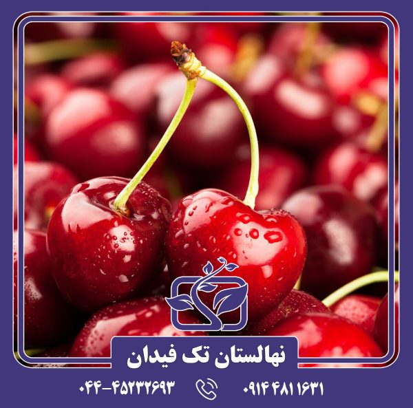 نهال گیلاس سامیت