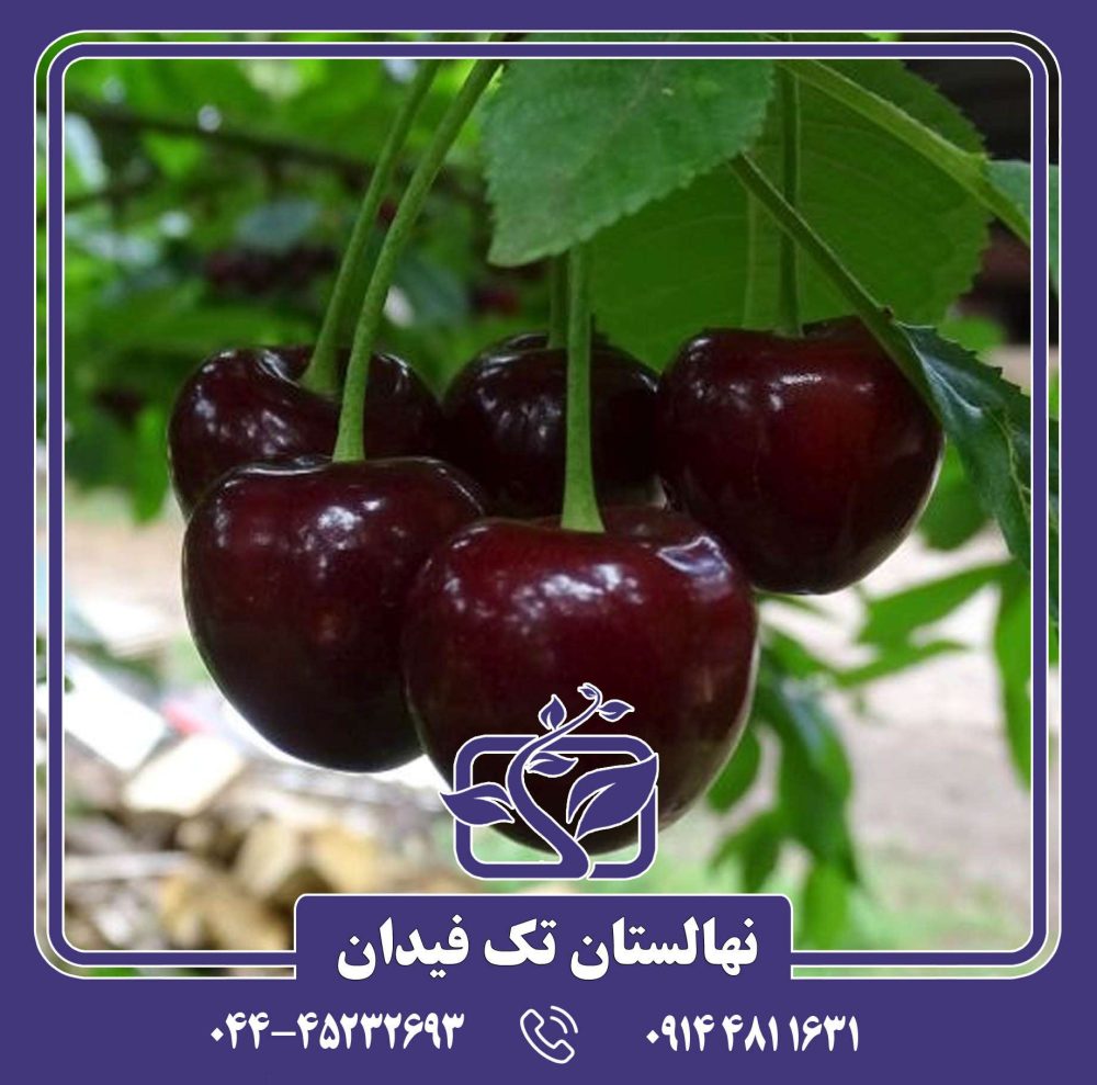 نهال گیلاس سامیت