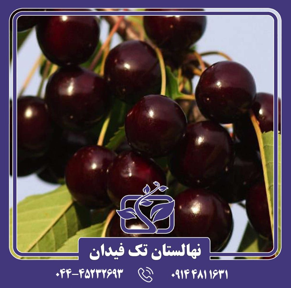 نهال گیلاس سانبرست