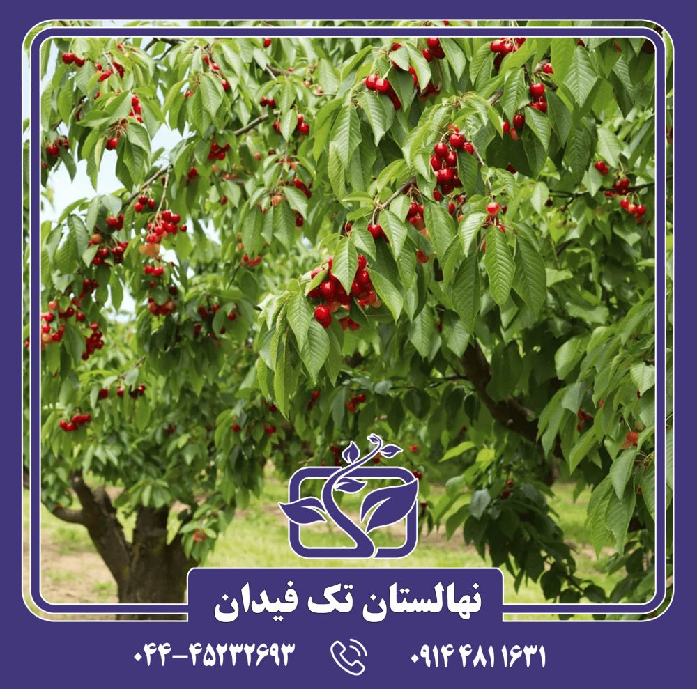 نهال گیلاس سانبرست