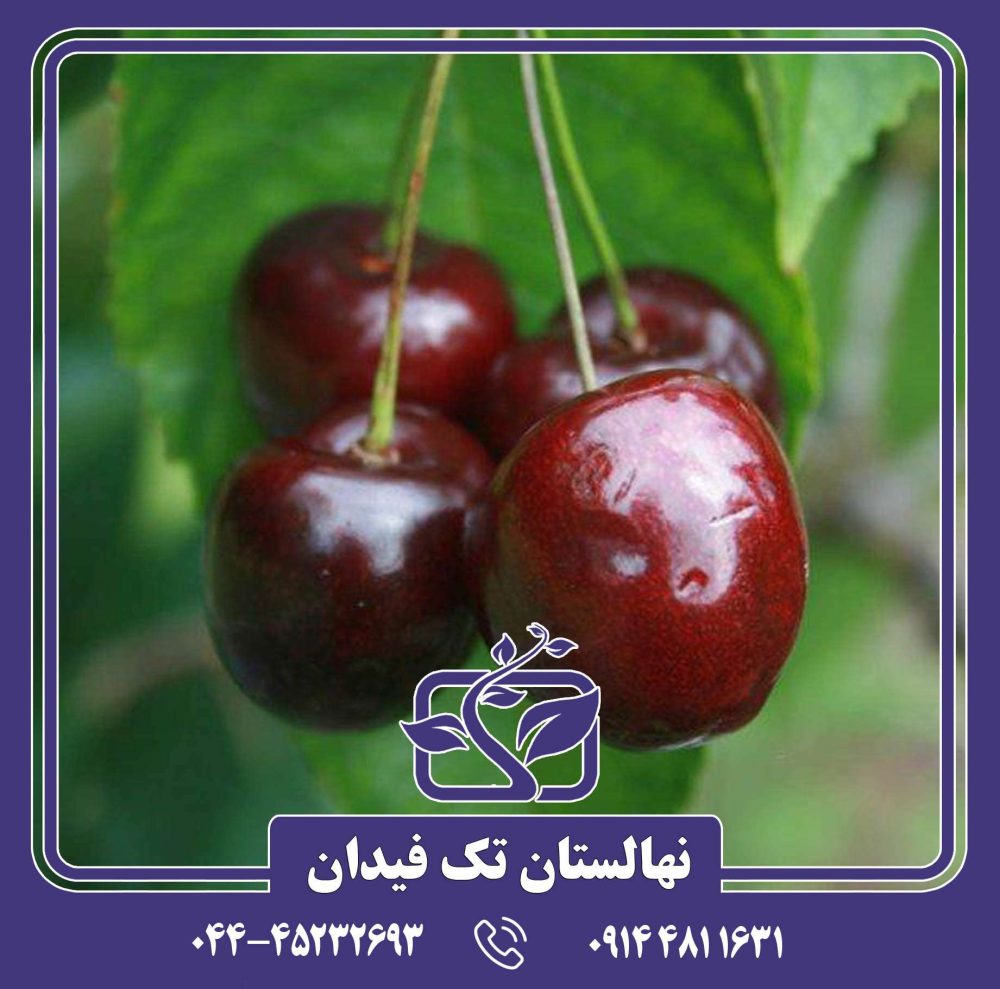 نهال گیلاس سانبرست