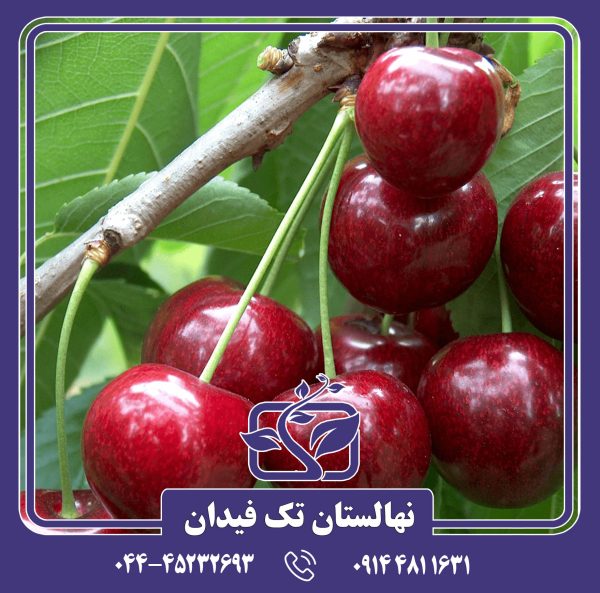 نهال گیلاس سانبرست