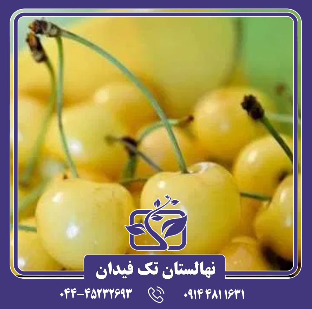 نهال گیلاس سفید 90