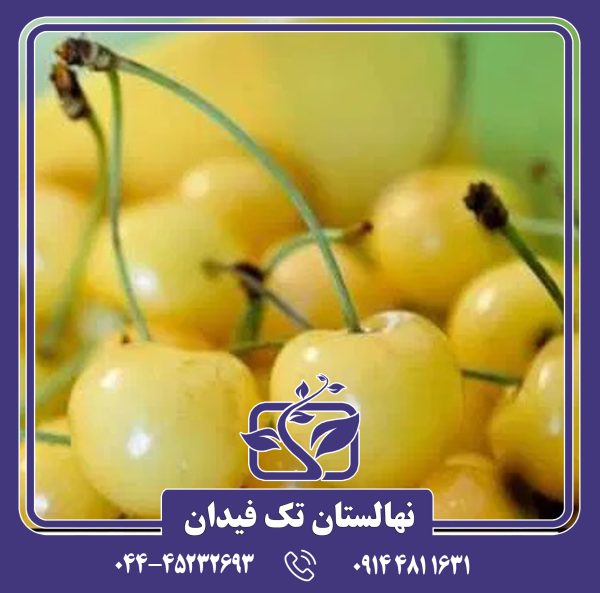 نهال گیلاس سفید 90