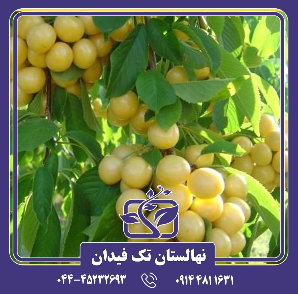 نهال گیلاس سفید 90