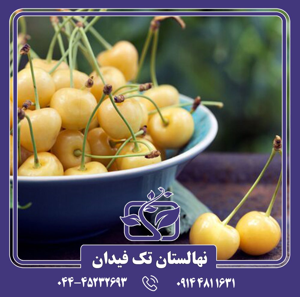 نهال گیلاس سفید 90