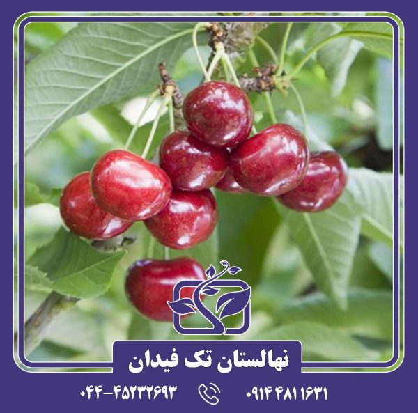 نهال گیلاس سلست