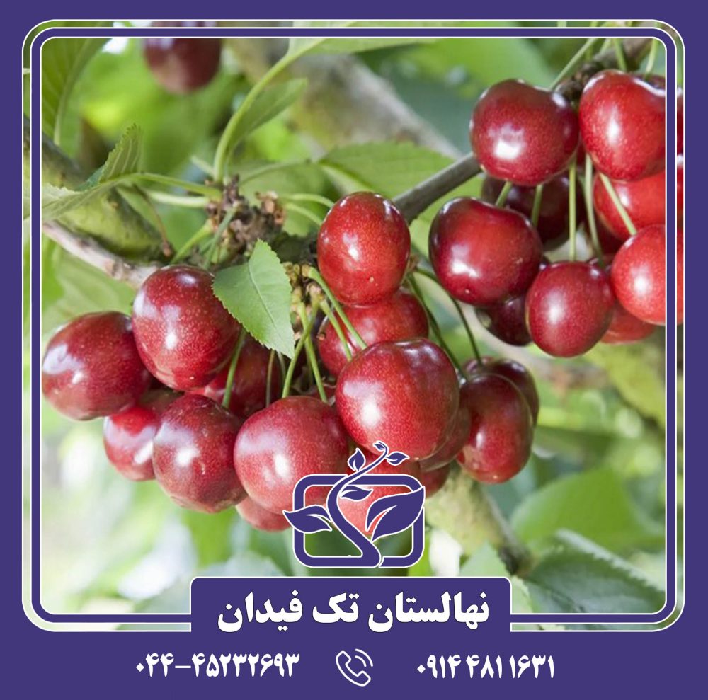 نهال گیلاس سلست