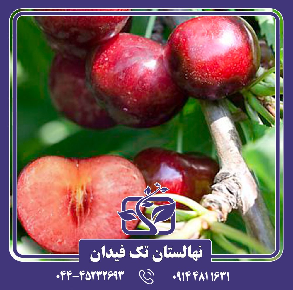 نهال گیلاس سلست