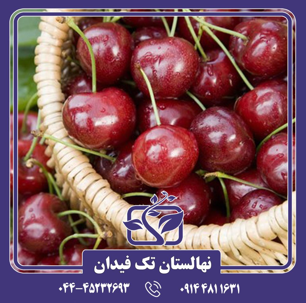 نهال گیلاس سلست