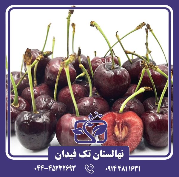 نهال گیلاس سویت هارت