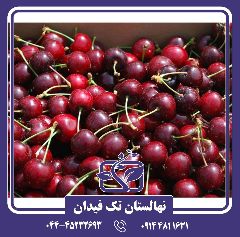 نهال گیلاس سویت هارت