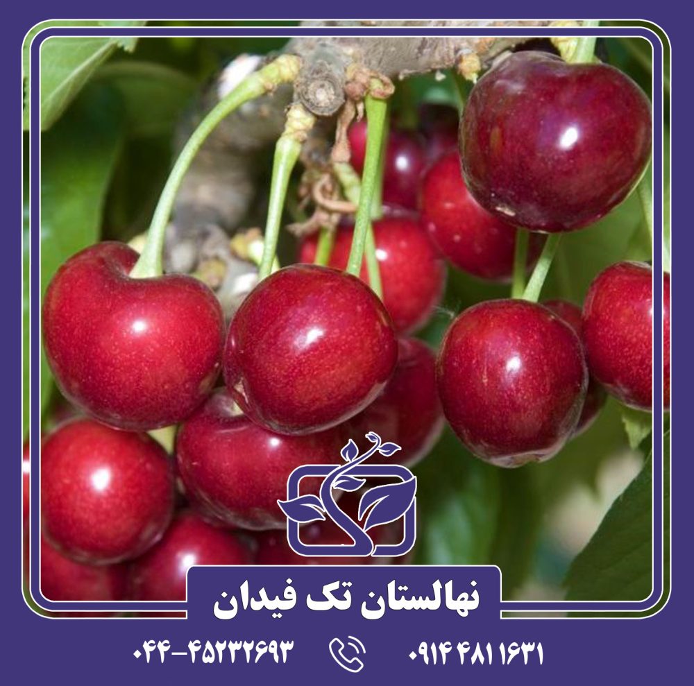 نهال گیلاس سویت هارت