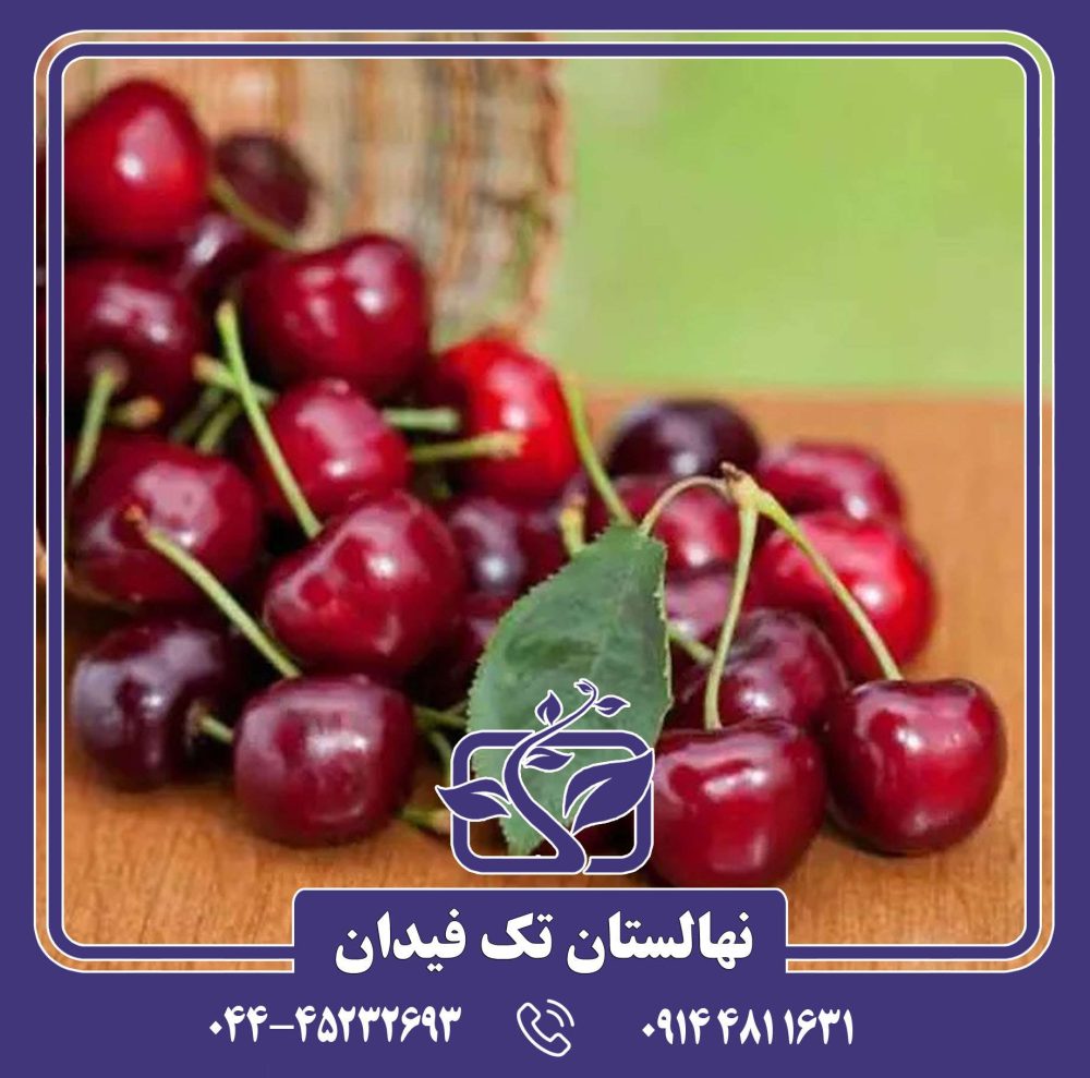 نهال گیلاس سویت هارت - Image 3