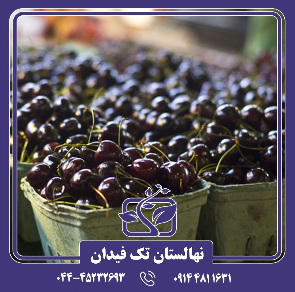 نهال گیلاس سیاه مشهد