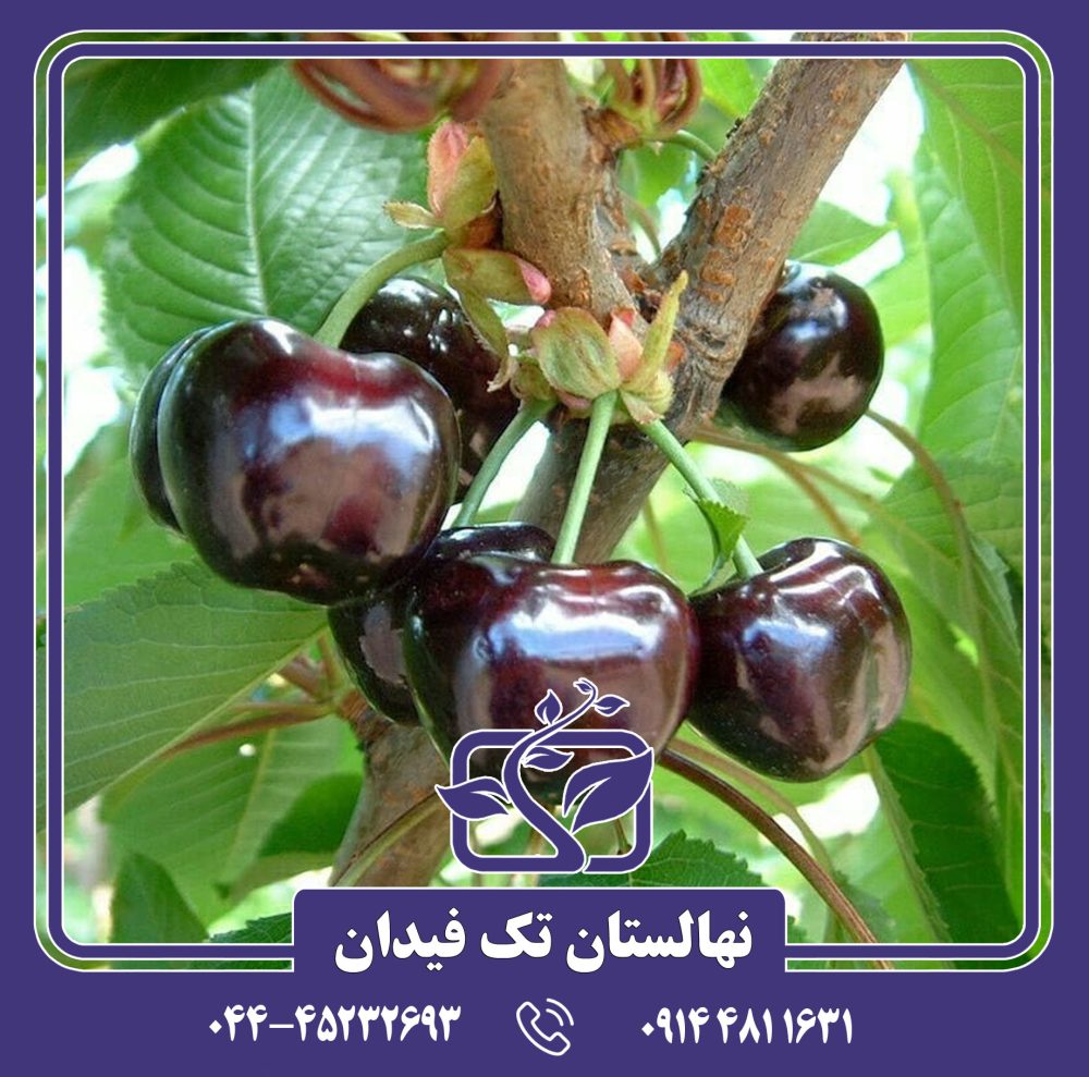 نهال گیلاس سیاه مشهد