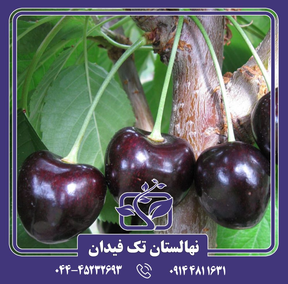 نهال گیلاس سیاه مشهد