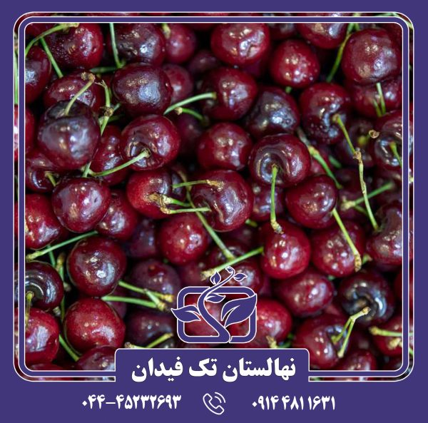 نهال گیلاس سیلویا پیش رس