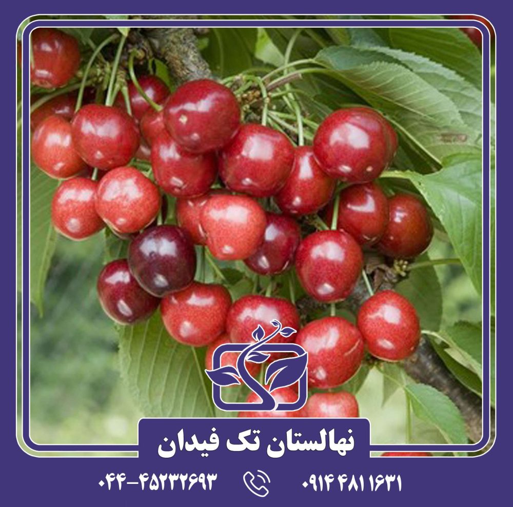 نهال گیلاس سیلویا پیش رس