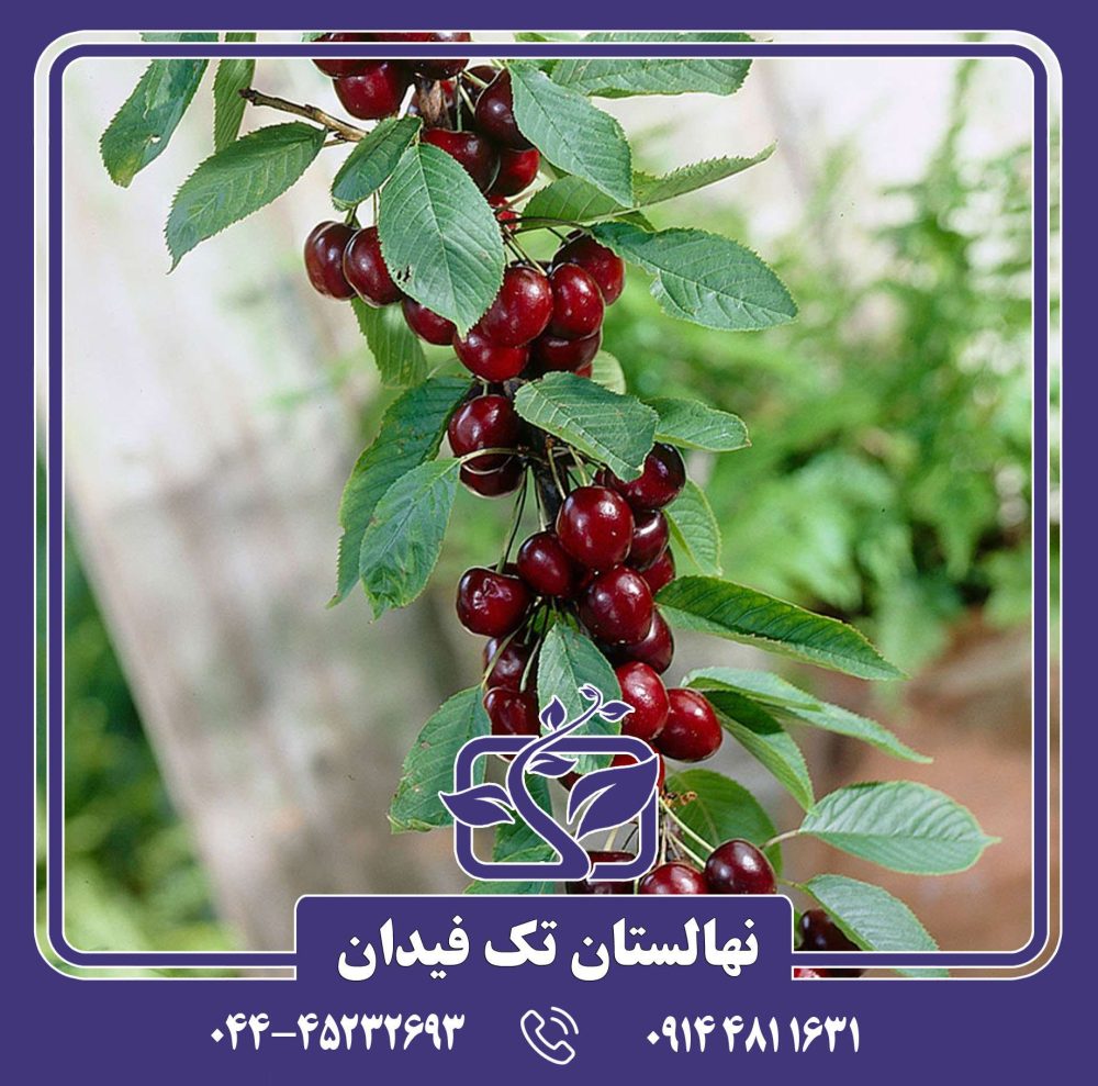 نهال گیلاس سیلویا پیش رس