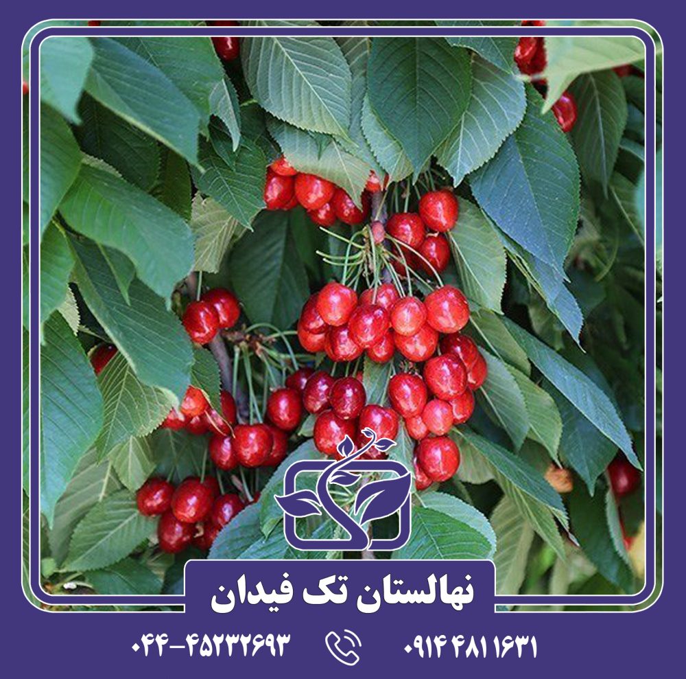 نهال گیلاس شاندیز