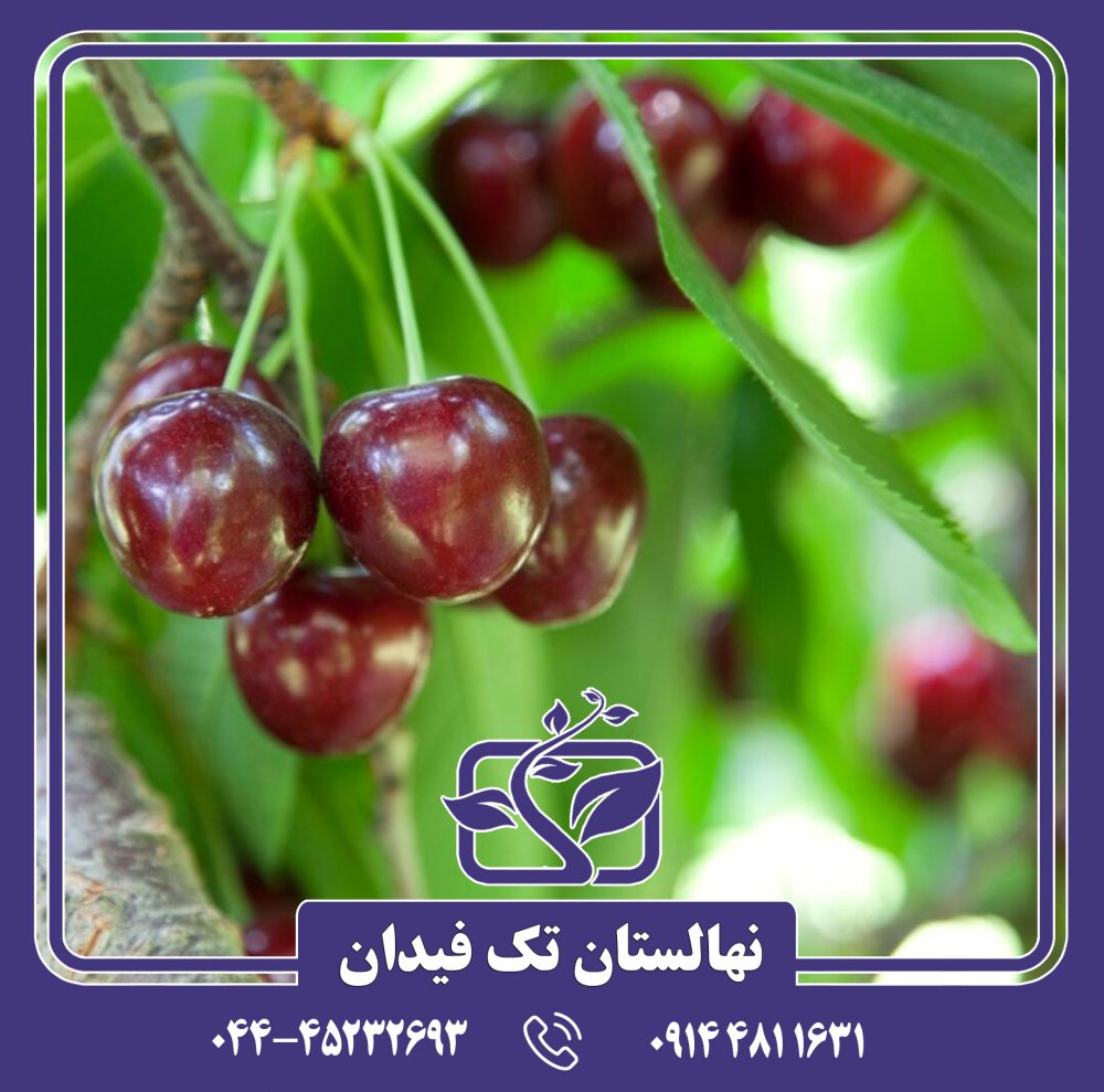 نهال گیلاس شاندیز